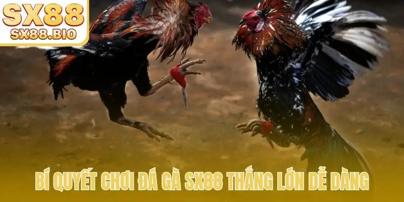 Bí quyết chơi đá gà SX88 thắng lớn dễ dàng