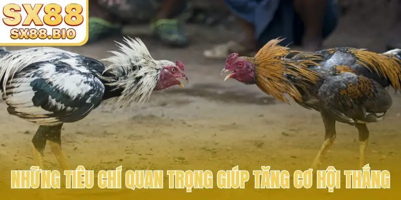 Những tiêu chí quan trọng giúp tăng cơ hội thắng